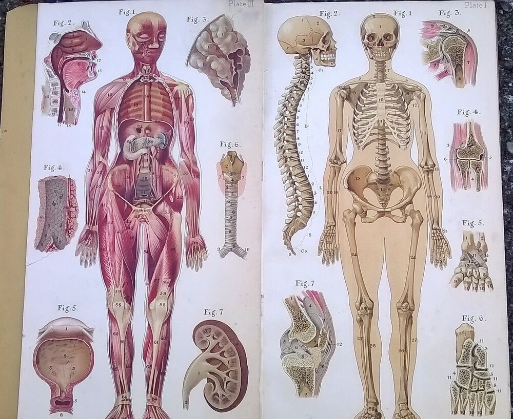 body atlas anatomy